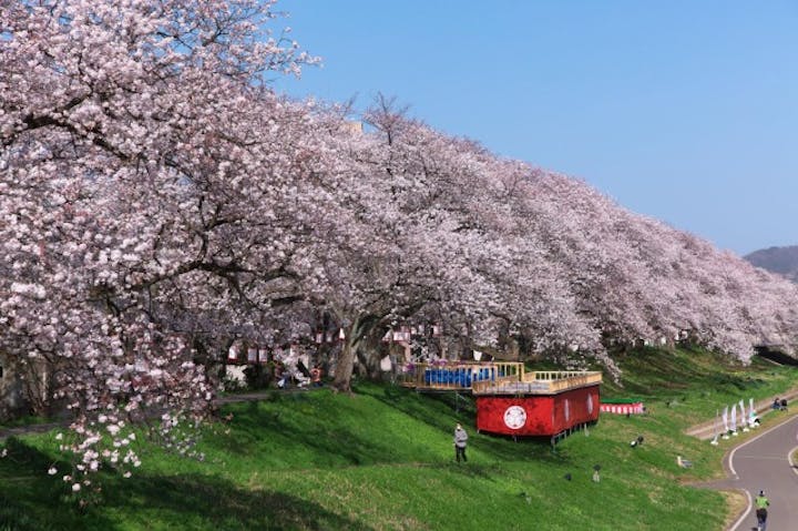 ふくい桜まつり