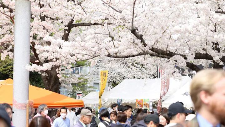 染井よしの桜まつり