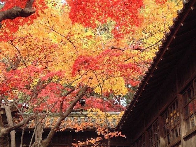 【2022年】本土寺の紅葉