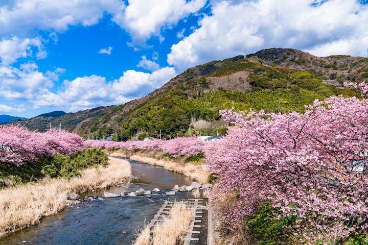 河津桜まつり