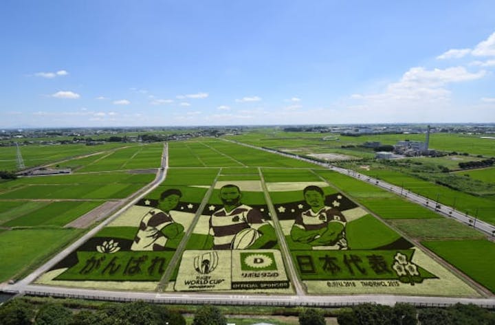 田んぼアート（埼玉県行田市）