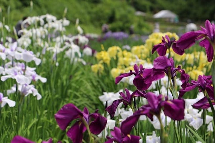 頼成の森花しょうぶ祭り