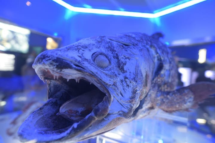 沼津港深海水族館