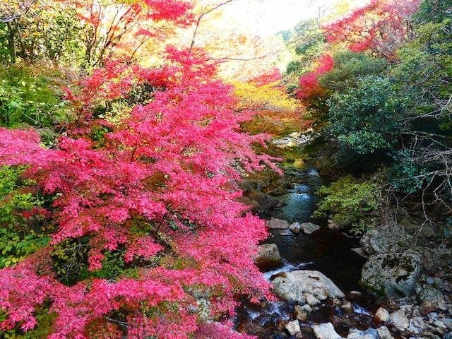 【2022年】黒尊渓谷の紅葉