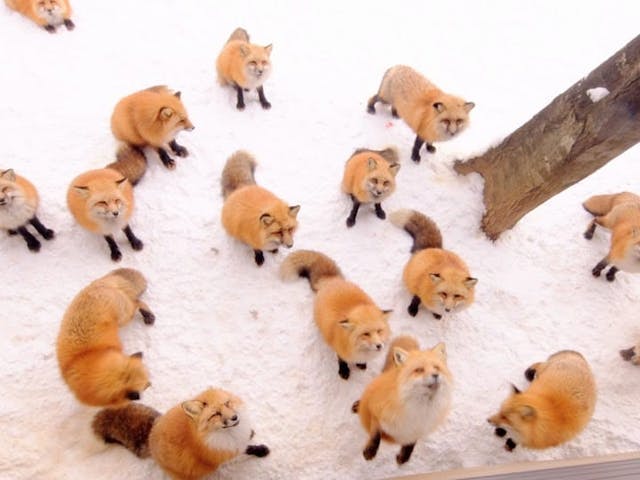 宮城蔵王キツネ村