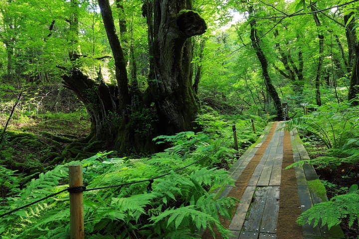 但馬高原植物園