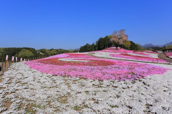 みさと芝桜公園