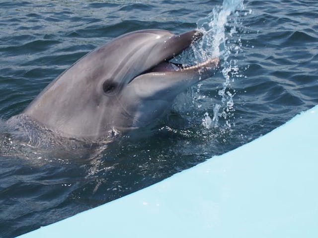 ドルフィンリゾート