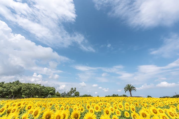 和泉リサイクル環境公園