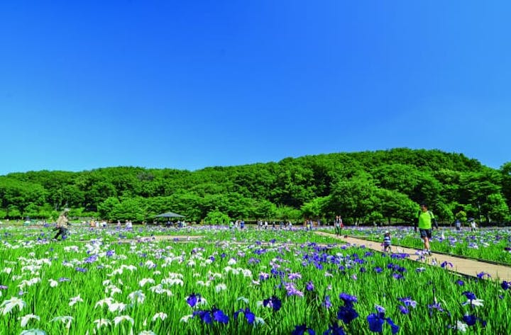 東村山菖蒲まつり