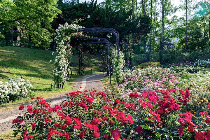 バラ園（靱公園）