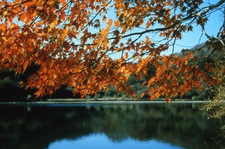 【2022年】天城八丁池の紅葉