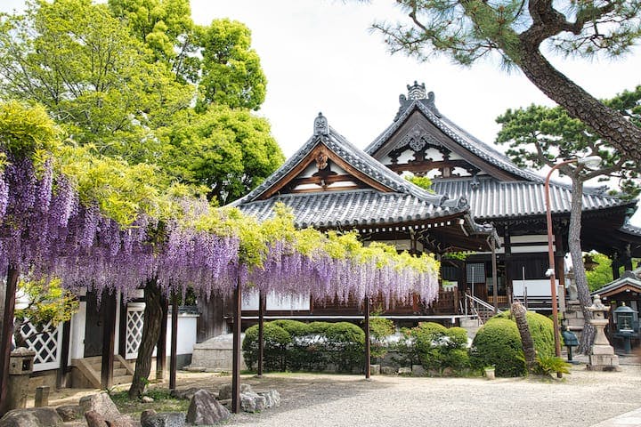 葛井寺（ふじいでら）