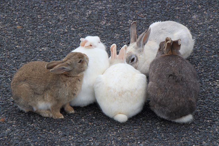 うさぎの島（大久野島）