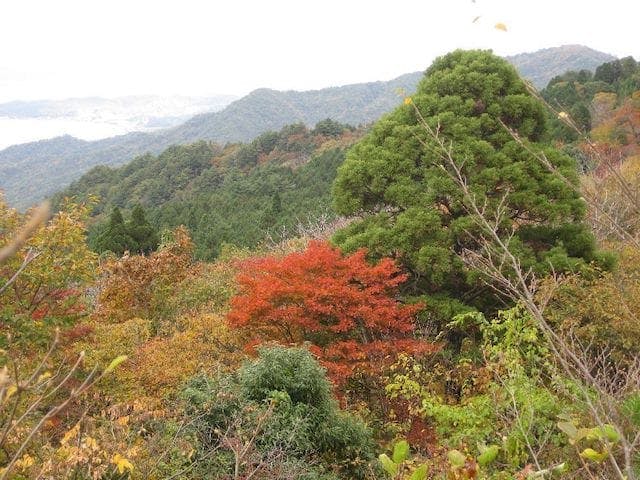 【2022年】大江山の紅葉