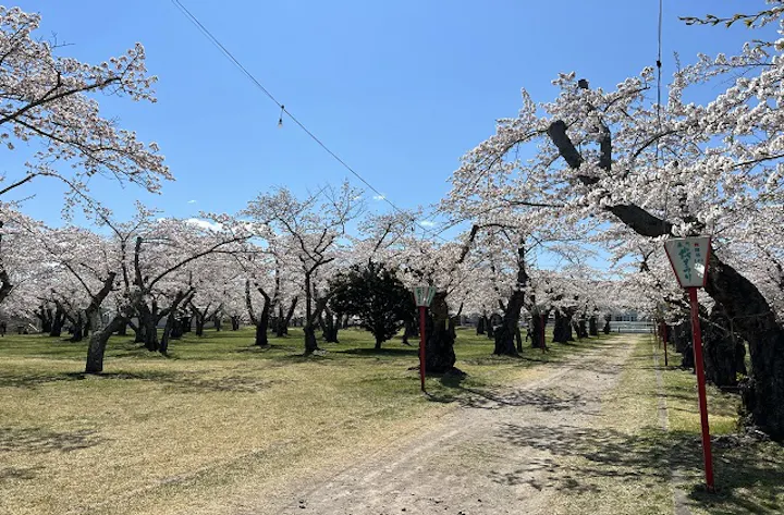 もりまち桜まつり