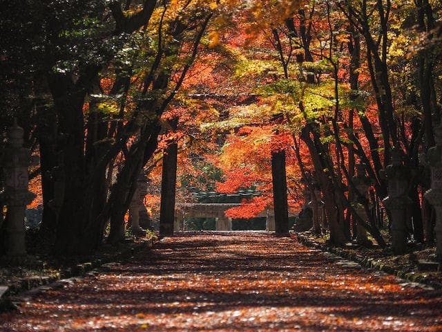 【2022年】洛西（大原野神社）の紅葉
