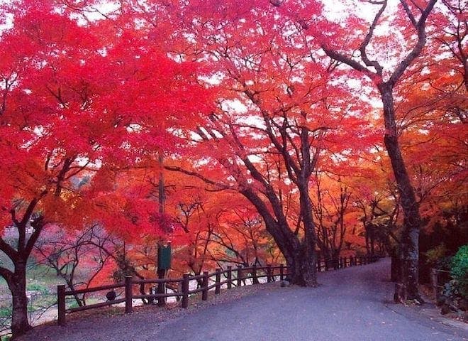 【2022年】養老公園の紅葉