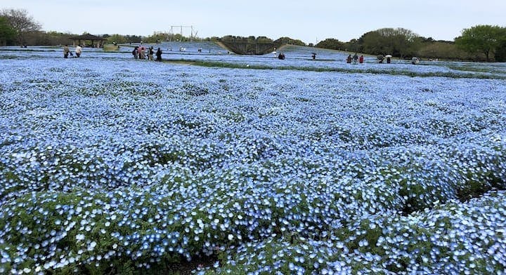海の中道海浜公園