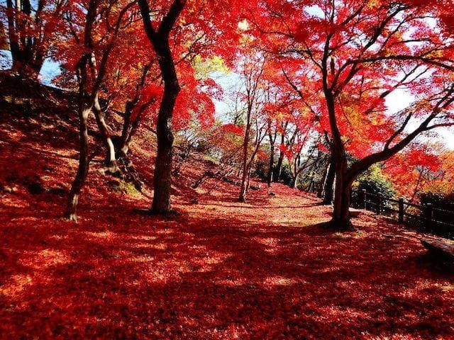 【2022年】尾関山公園の紅葉