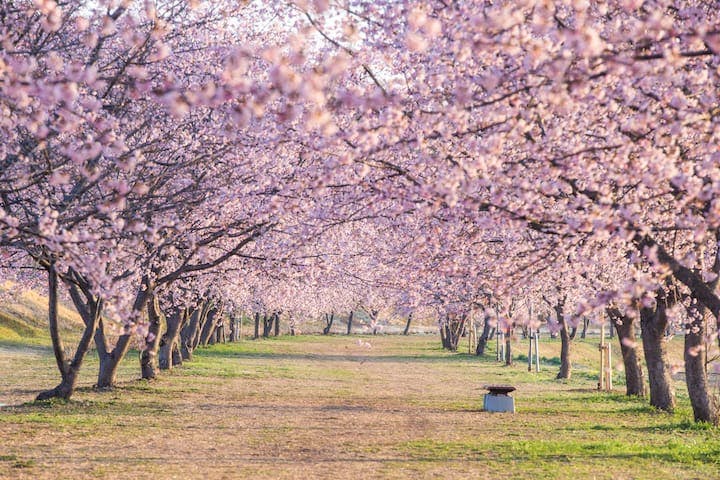 北浅羽桜堤公園