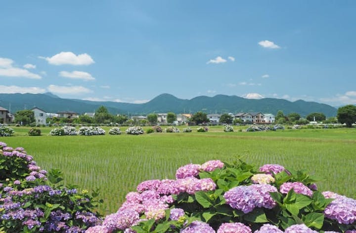 開成町あじさいまつり