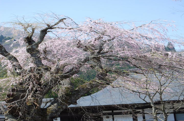 貞麟寺のシダレザクラ