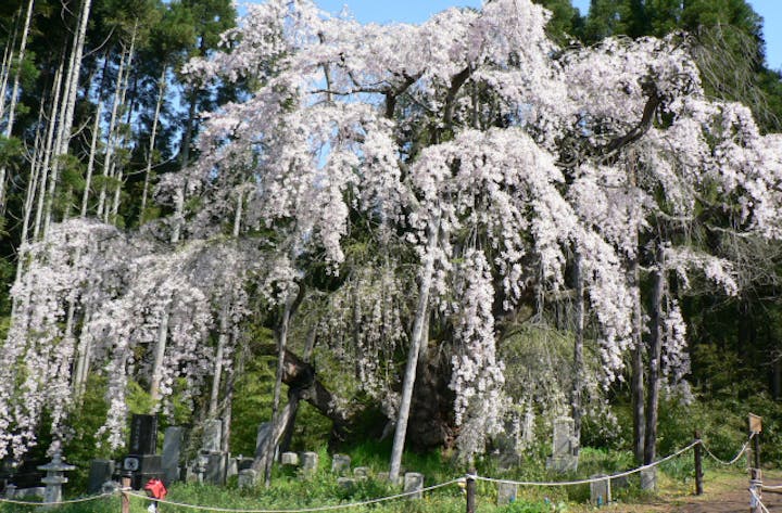 坪井のしだれ桜