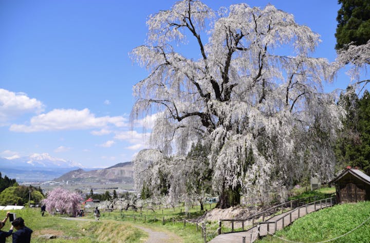 水中のしだれ桜