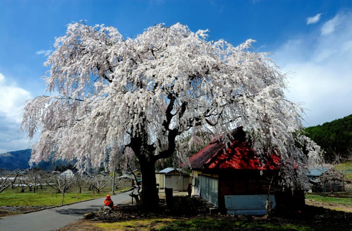 中塩のしだれ桜