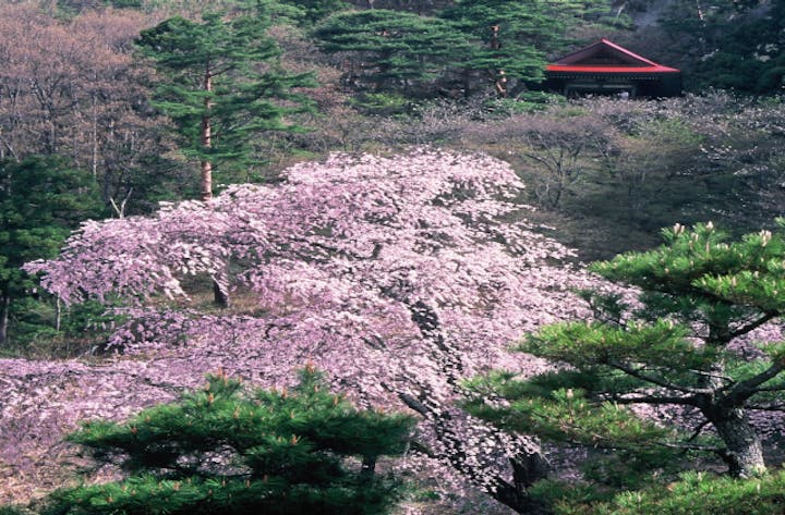 赤和観音のしだれ桜