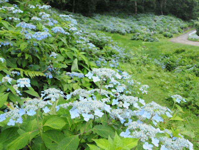 山田牧場のあじさい