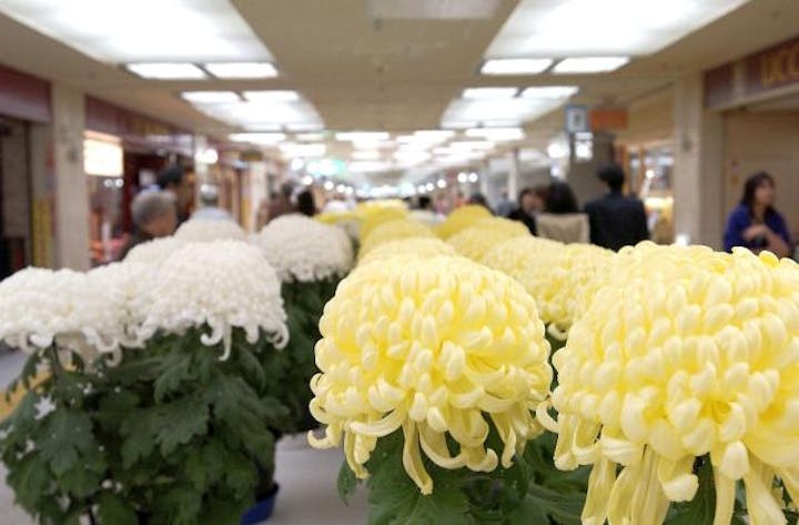 さっぽろ菊まつり