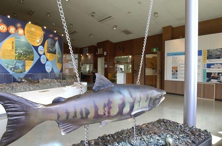 札幌市豊平川さけ科学館