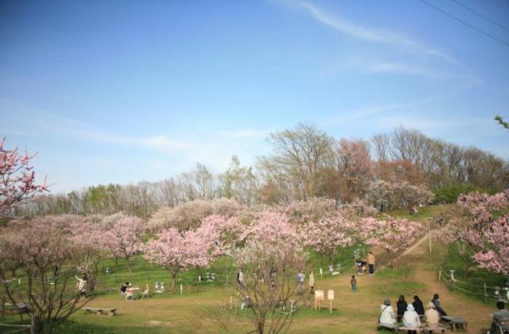 【中止】ひらおか梅まつり