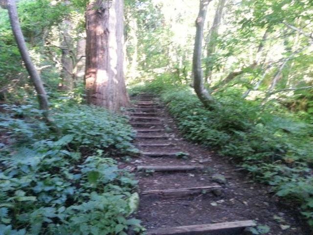 函館山ハイキングコース