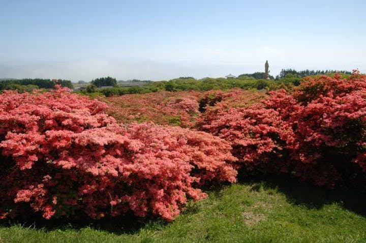恵山つつじまつり