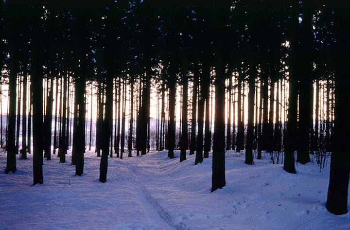 外国樹種見本林