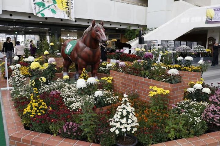 おびひろ菊まつり