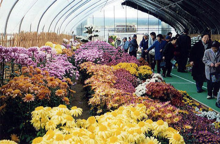 【2020年中止】第68回きたみ菊まつり