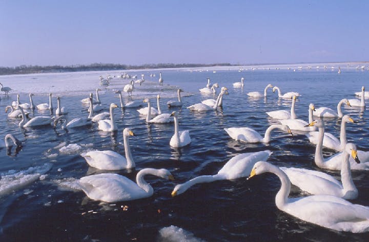 濤沸湖のハクチョウ