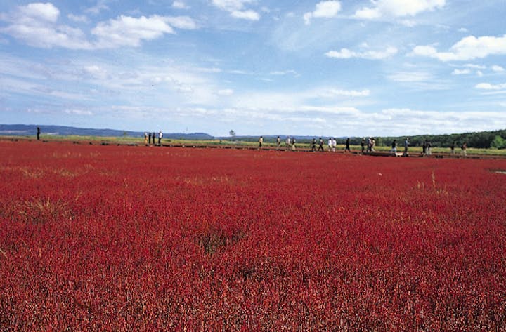 能取湖のサンゴ草群落