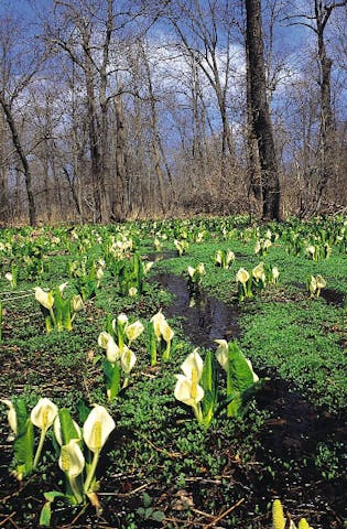 網走湖の水芭蕉