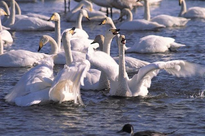 ウトナイ湖サンクチュアリ「ネイチャーセンター」