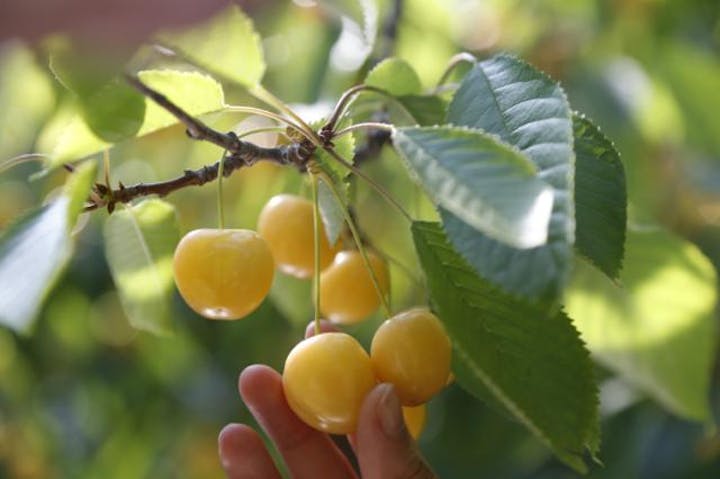 大橋さくらんぼ園