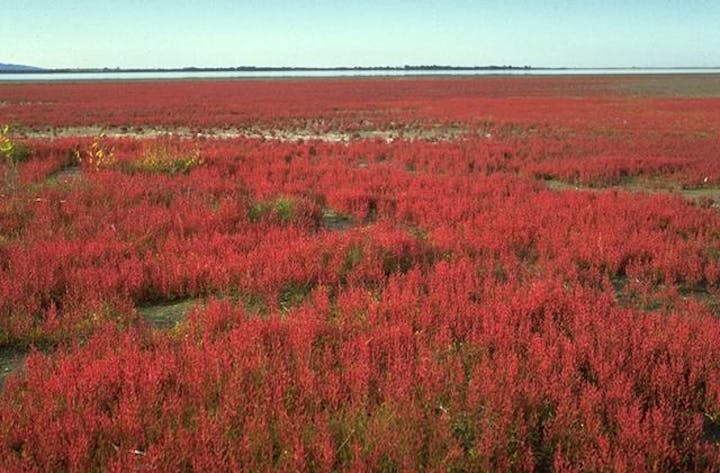 コムケ原生花園