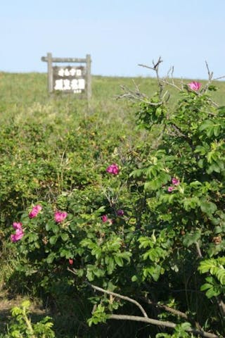 オムサロ原生花園