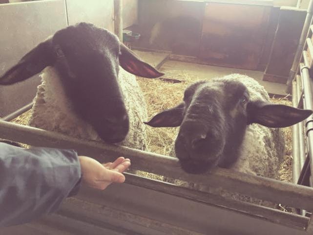 「羊と雲の丘」世界のめん羊館