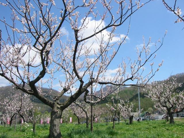 【2021年中止】みかさ梅まつり