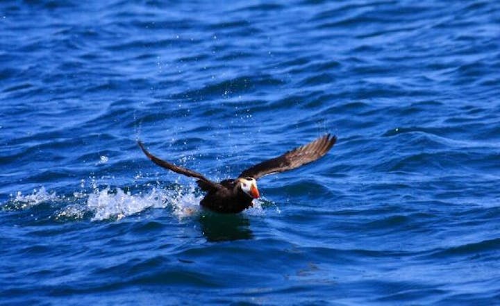ユルリ島，モユルリ島の海鳥